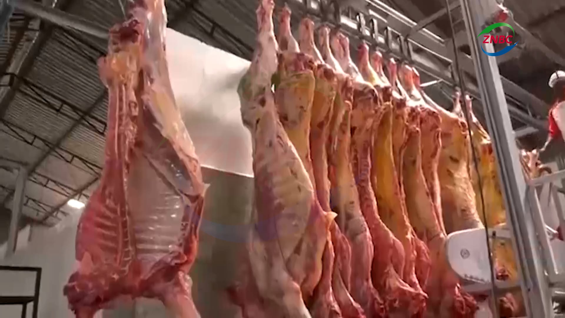 肉类加工车间内悬挂的胴体,画面带有ZNBC标识。